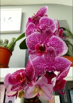 orchid.JPG