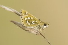 Silver-spotted Skipper.jpg