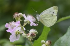 Small-white on Bramble.jpg