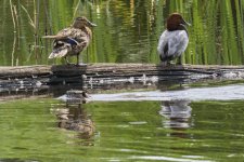 Otter & Ducks.jpg