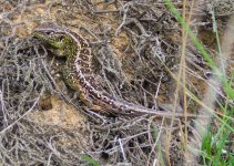 Sand Lizard.jpg