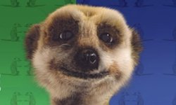 Compare-the-Meerkat-001.jpg