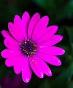 Flowers-5.jpg