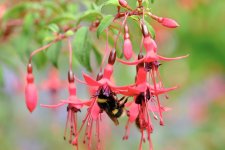 Bee on Fuschia .jpeg