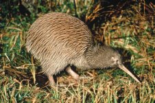 NZ_kiwi_bird.jpg