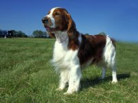 welsh-springer-spaniel-thumb-334xauto-242.jpg