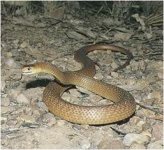 aussiebrownsnake.jpg