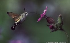 macroglossum_stellatarum_1.jpg