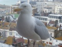 seagull3004.jpg