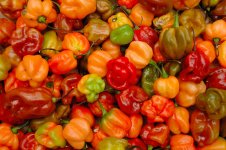 scotch-bonnet.jpg