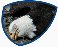 dead-eagle.png