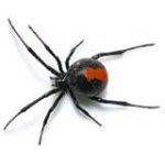 redback.jpg