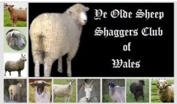 sheep_shagger.jpg