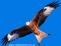 red-kite_03.jpg