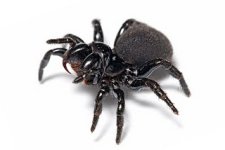 Mouse Spiders.jpg