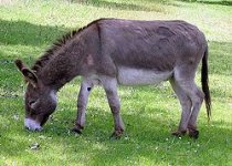 250px-Donkey_1_arp_750px.jpg