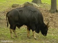 gaur.jpg