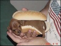 hotdog.jpg