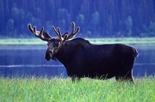 moose_3[1].jpg