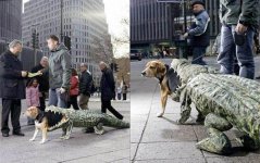 dog-costume-being-eaten-by-an-alligator.jpg