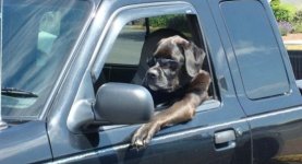 funny-animals-dogs-driving-cars-038.jpg