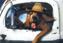 dog_driver[1].jpg