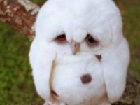 sad-baby-owl-240x180.jpg