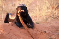 Honey-Badger-With-Snake.jpg