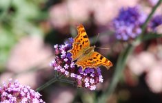 DSC_6469 Comma Edit small.JPG