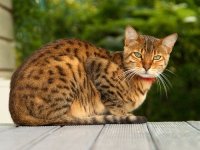 bengal-cat.jpg