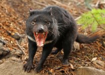 Tasmanian-Devil.jpg