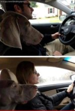 dog car m f.jpg