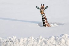 Giraffe in snow.jpg