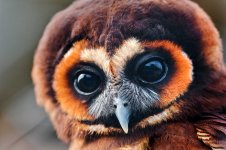 Superb-Owl-2.jpg