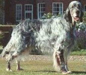 G.EnglishSetter.jpg