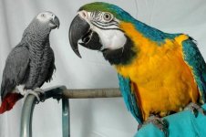 parrot0704_468x311.jpg