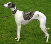 whippet437x_1191991464500.jpg