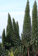 Echiums resized.JPG