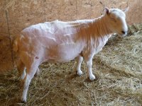 Sheep+Shearing+055.JPG