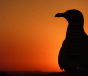 seagullsunset.gif