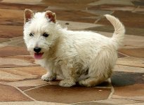 Scottish_Terrier_white_puppy.jpg