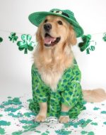 st_patricks_dog.jpg