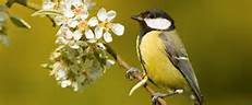 Great Tit.jpg