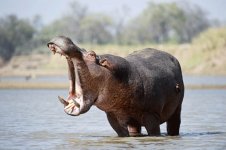 hippo-rps-600.jpg