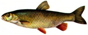 chub400-300x120.jpg