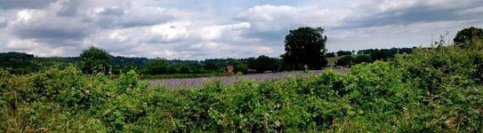 22nd June 2014 - Countryside near Crockham Hill (1).jpg