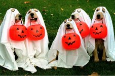 halloween_pets_01 (1).jpg