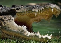 saltwater-croc-dt-431x300.jpg