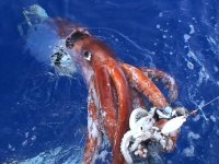 giant-squid_544_600x450.jpg