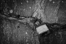 Padlocked tree NSC.jpg